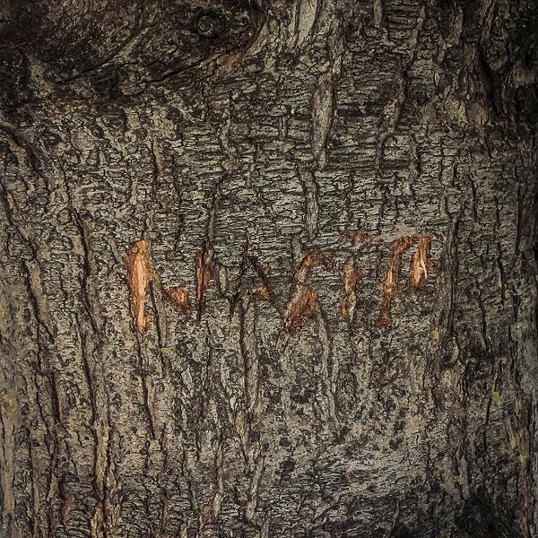 Kum 2023 Nasip (Albüm)